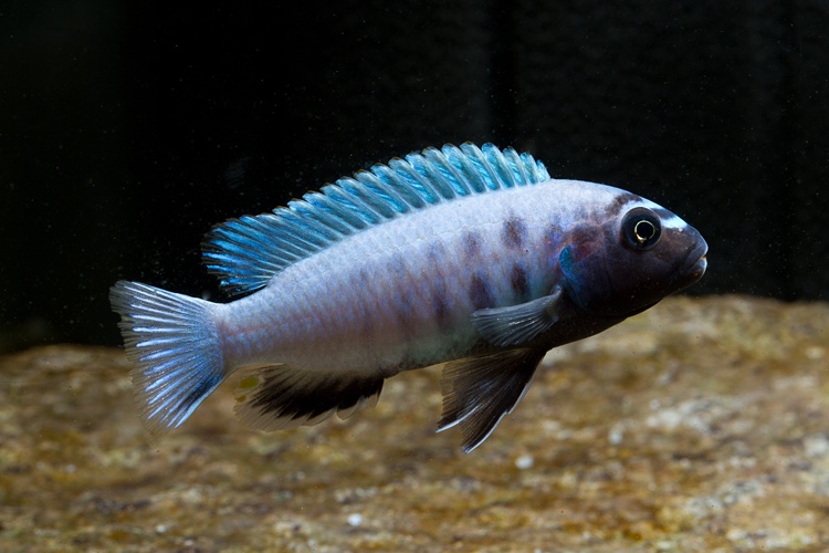 Pseudotropheus sp. 'polit' Lion's Cove